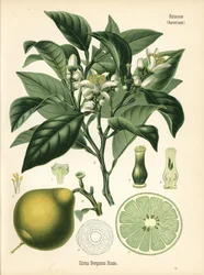 オレンジ・ベルガモット、シトラス・ベルガミア。ヘルマン・アドルフ・ケーラー著『Medicinal Plants』（グスタフ・パブスト編、ケーラー社、ドイツ）の植物図版をもとにしたクロモリトグラフ。