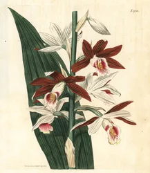 Orchid Variety Bifrenaria - Large swamp-orchid Phaius tankervilleae (Lady Tankerville