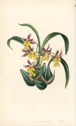 ランの品種 Oncidium - Oncidium ghiesbreghtianum orchid (Mr. Warner