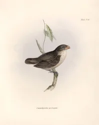 鳥類学：「Camarhynchus psittaculus or Geospize psittacin" チャールズ・ダーウィン(1809-1882)がビーグル号探検中に観察した鳥類の説明。The zoology of the voyage of H.M.S. Beagle. "のプレート。飛行。III, Birds described.