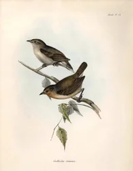 鳥類学「ビーグル号での探検中にチャールズ・ダーウィンが観察し、記述したオリーブ。The zoology of the voyage of H.M.S. Beagle（ビーグル号の動物学）』より。飛行。III、ジョン・グールドによって記述された鳥類。