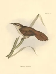 鳥類学：チャールズ・ダーウィンがビーグル号探検中に記載したファーナリッド科の "Limnornis curvirostris"。The zoology of the voyage of H.M.S. Beagle "のプレート。飛行。III, Birds described by John Gould, with notice of their habi.