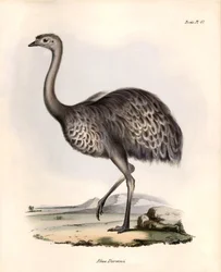 鳥類学「Rhea Darwinii" Nandou de Darwinがビーグル号での探検中にチャールズ・ダーウィンが観察し、描写したもの。The zoology of the voyage of H.M.S. Beagle（ビーグル号航海動物学）』より。飛行。III、ジョン・グールドによって記載された鳥類、およびその生息地に関する通知。