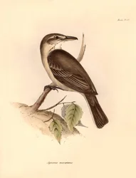 鳥類学：チャールズ・ダーウィンがビーグル号での探検旅行中に記載した "Agriornis micropterus "またはアルゼンチン・ガウチョ。フィッツロイ船長率いるH.M.S.ビーグル号の1832年から1832年までの航海の動物学』より。