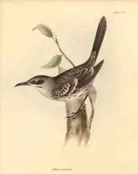 鳥類学：チャールズ・ダーウィンがビーグル号での探検旅行中に記載したモッカーズ科の "Mimus melanotis"。The Zoology of the voyage of the H.M.S. Beagle under the command of Captain Fitzroy during the years 1832 to 1836（フィッツロイ船長率いるビーグル号の1832年から1836年にわたる航海の動物学）」より。