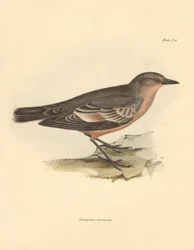 鳥類学：チャールズ・ダーウィンがビーグル号での探検旅行中に記載した "Taenioptera variegata"。The Zoology of the voyage of H.M.S. Beagle under the Command of Captain Fitzroy during the years 1832 to 1836 edited and supe」より。