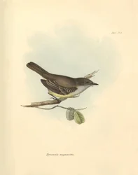 鳥類学：チャールズ・ダーウィンがビーグル号での探検旅行中に記載した鳥科の "Tyrannula magnirostris"。フィッツロイ船長率いるH.M.S.ビーグル号の1832年から1832年までの航海の動物学』より。