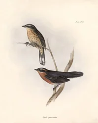 鳥類学「トヒ（またはピピロ）"チャールズ・ダーウィン（1809-1882）がビーグル号の探検中に観察した鳥類の説明。The zoology of the voyage of H.M.S. Beagle. "のプレート。飛行。III, Birds described by John Gould, with notice of "H.M.S. Beagle.