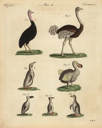 ダチョウ（Struthio camelus）、ヒクイドリ（Struthio casuarius）、絶滅したドードー（Raphus cucullatus）、ペンギンの種類
