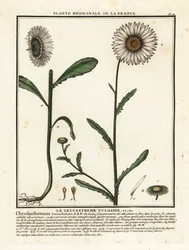 オックスアイ デイジー、Leucanthemum vulgare。