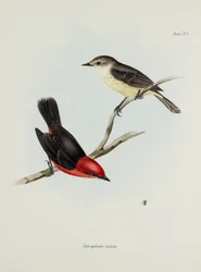 つがいの鳥、1832～1836 年頃