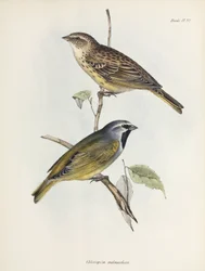 スズメまたはフィンチのペア（1832-1836年頃