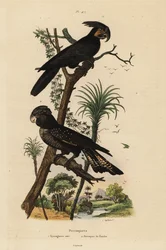 ヤシオウム、Probosciger aterrimus、およびアカオクロオウム、Calyptorhynchus banksii、黒い大嘴のオウムとバンクスのオウム