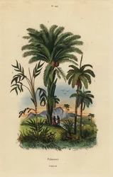 ヤシ：ナツメヤシ、Phoenix dactylifera 1、Attalea species 2、Geonoma species 3