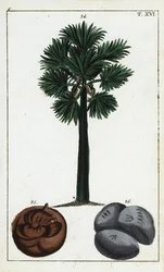 パルミラ パーム、ボラッスス フラベリファー。