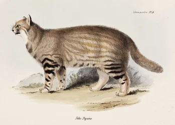 パンパス・キャット（南アメリカ、1832-1836年頃