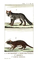 パンパス・ギツネまたはアグアラカイ