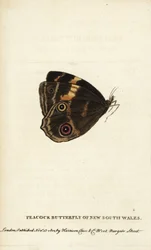 ニューサウスウェールズのクジャクチョウ。ハリソン刊、ロンドン『The Naturalist