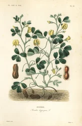ピーナッツまたは落花生、Arachis hypogaea、Arachide