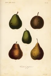 梨の品種、Pyrus communis
