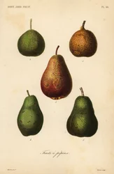 梨の品種、Pyrus communis