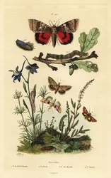 Pease blossom, Periphanes delphinii 1、cotton bollworm, Helicoverpa armigera 2、yellow underwing, Anarta myrtilli 3、large yellow underwing, Noctua pronuba, larva and pupa 4. Noctuelles butterflies
