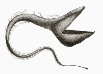 ペリカンウナギ（Eurypharynx pelecanoides）、人間が見ることはほとんどない深海魚、1880年頃にバルセロナで出版された「El Mundo Ilustrado」より