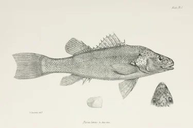 パーチ（1832-1836年頃