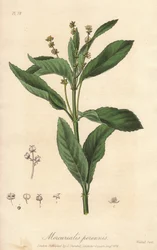 多年生メルキュリア、多年生犬キャベツ（Mercurialis perennis） - ジョン・ステファンソンとジェームズ・モース・チャーチルによる「医学植物学、ロンドン、エディンバラ、ダブリンの薬用植物の説明」の挿絵としてウィリアム・クラークが描いた強い水、
