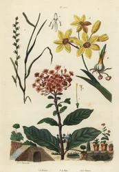 多年生のライグラス、Lolium perenne 1,2, spotted African corn lily, Ixia maculata var.