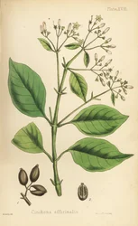 ペルーの樹皮またはキニーネの木、Cinchona officinalis。エドワード・ハミルトン著『Flora Homeopathica』よりヘンリー・サワービーによる手彩色リトグラフ。