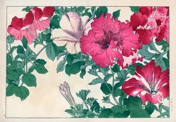 ペチュニアの品種（ピンクと白）。ペチュニアの品種。谷上湖南『西洋草花図譜 夏』（雲松堂、京都）より。