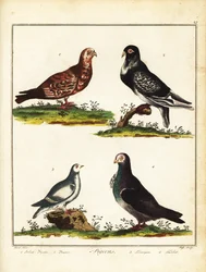 ハト：ポーランドのハト、プーター、ライチョウ、タービット。 1792年（彫刻）