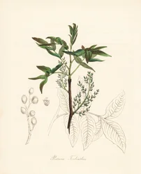 Pistachio terebinth - Terebinth tree or chian turpentine tree, Pistacia terebinthus.C. シャボによる手彩色のジンコグラフ。M. A. バーネット嬢の「Plantae Utiliores: or Illustrations of Useful Plants」（Plantae Utiliores: or Illustrations of Useful Plants, Whittaker, London）より。