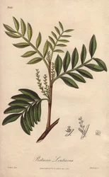 Pistacia lentiscus (Pistacia lentiscus) - ジョン・チャーチによってロンドンで出版されたジョン・ステファンソンとジェームズ・モース・チャーチルの「Medical Botanical, Description of Medicinal Plants of London, Edinburgh and Dublin」の挿絵としてウィリアム・クラークが描いた強い水。