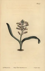 平らな葉の自分色のラケナリア、Lachenalia unicolor