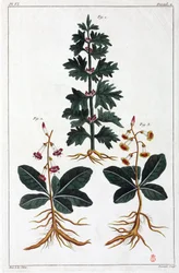 薬用植物、中国