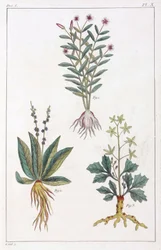 薬用植物、中国