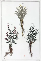 薬用植物、中国