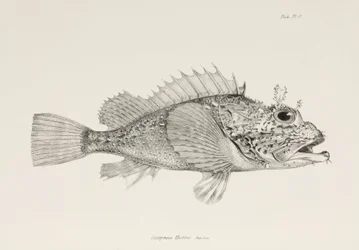 プレイヤーカサゴ、1832～1836年頃