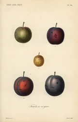 プラム・プルーン（Prunus domestica