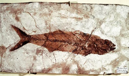 先史時代：ボルカ山の遺跡からのSgomberSpeciosus魚の化石