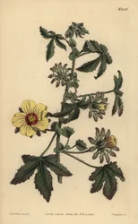 トゲのある茎のハイビスカス、Hibiscus surattensis