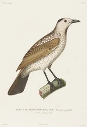 プリンス・リージェント・セリキュラス（オーストラリア・ニューサウスウェールズ州