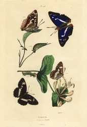パープルエンペラー（Apatura iris）1、ユーラシアン・ホワイトアドミラル（Limenitis camilla）2
