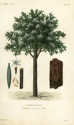 キニーネツリー、ted cinchona or quina、Cinchona pubescens、Cinchona succirubra、Quinquina rouge
