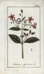 キンキナ（Cinchona officinalis）。オランダ、ヨハネス・ゾーン（1739-1799）の「Afbeelding der Artseny-Gewassen」のリトグラフ。