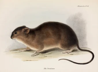 ネズミ、南アメリカ、1832-1836年頃