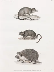 アレキサンドリアから来たネズミ；Echimis From Egypt；Eared hedgehog