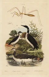 紅色のハシビロコウ（Gavia stellata）2、普通のハシビロコウ（Gavia immer）3、黒色のハシビロコウ（Gavia arctica）4、糸巻き虫（Emesini species）。